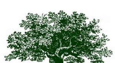 arbol